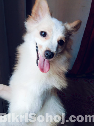 German spitz female dog